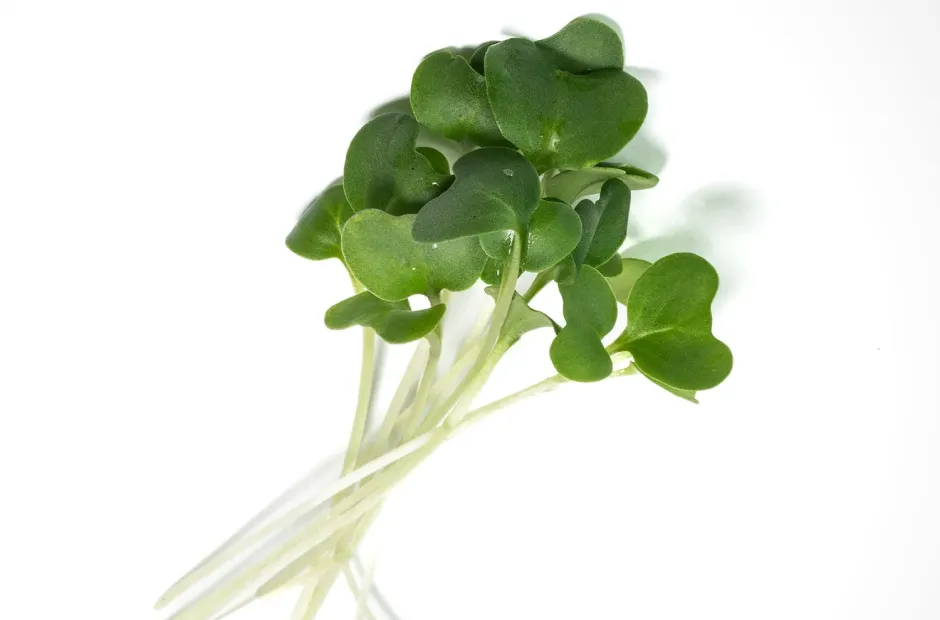 Feixe de microverdes de Brócolis