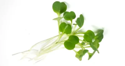 Feixe de microverdes de Rúcula