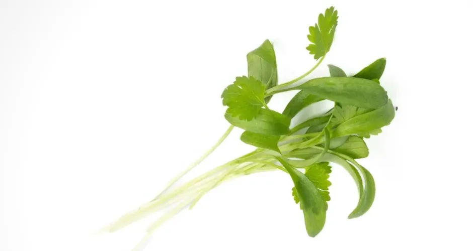 Feixe de microverdes de Coentro