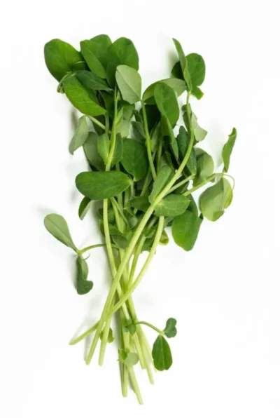 Feixe de microverdes de Ervilha
