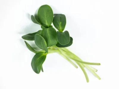 Feixe de microverdes de Girassol