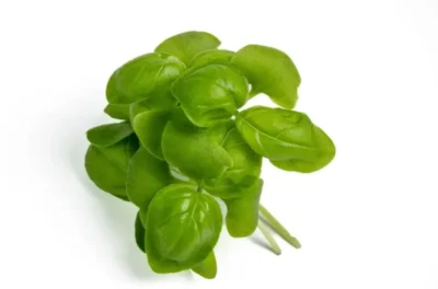 Feixe de microverdes de Manjericão