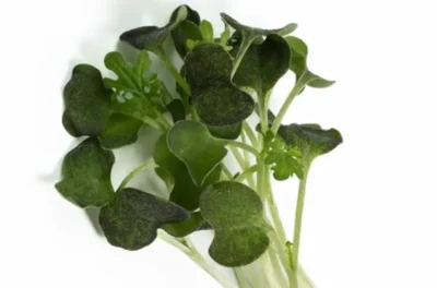 Feixe de microverdes de Mostarda