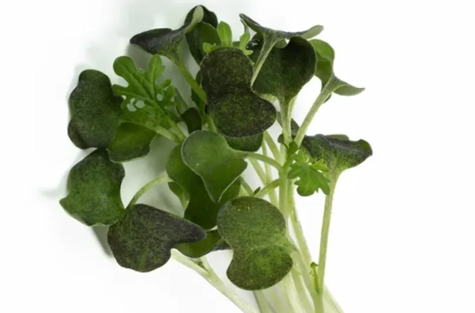 Feixe de microverdes de Mostarda