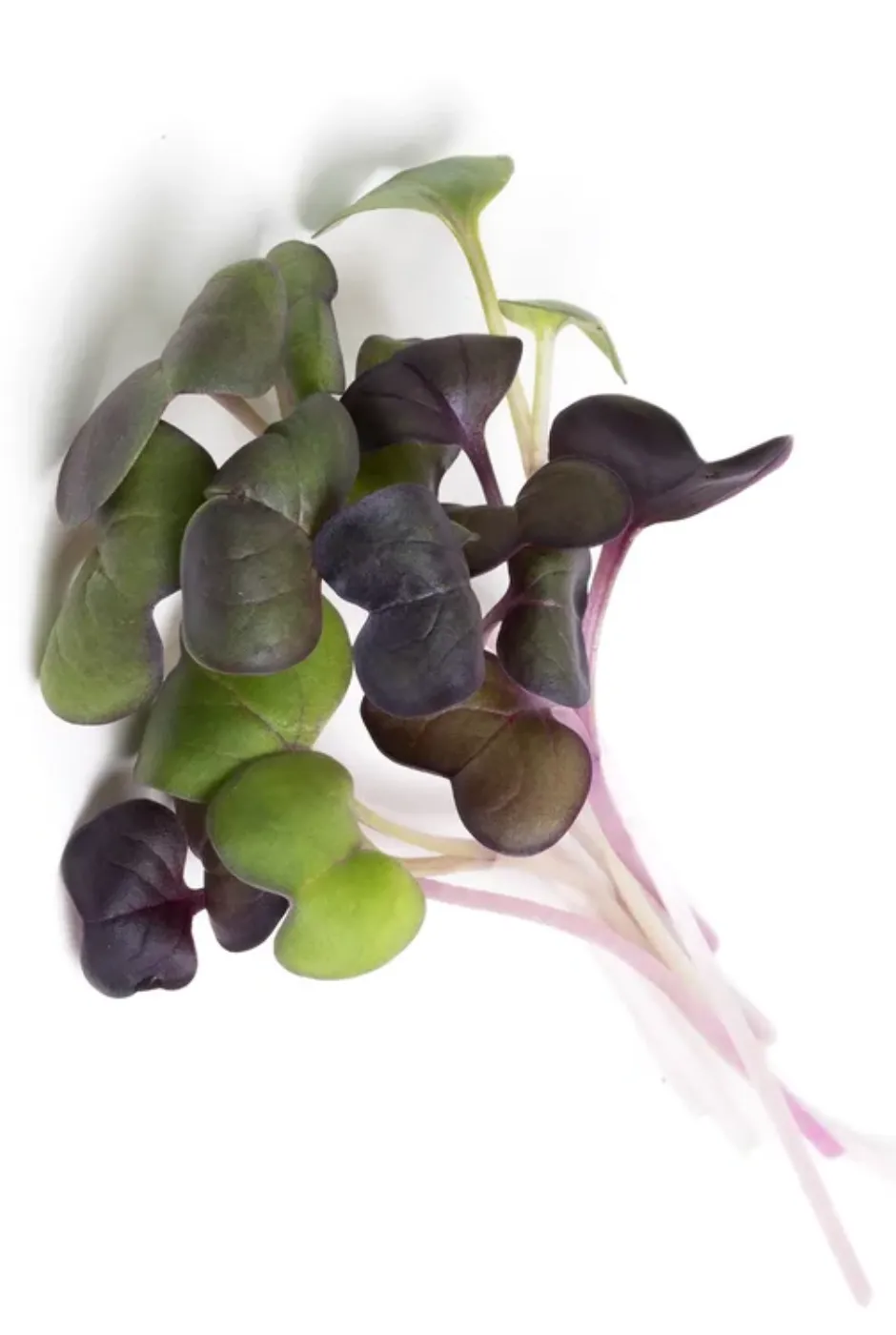 Feixe de microverdes de Rabanete Roxo